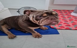 English Bulldog dogs for sale: GHOST - English bulldog  - Image 5