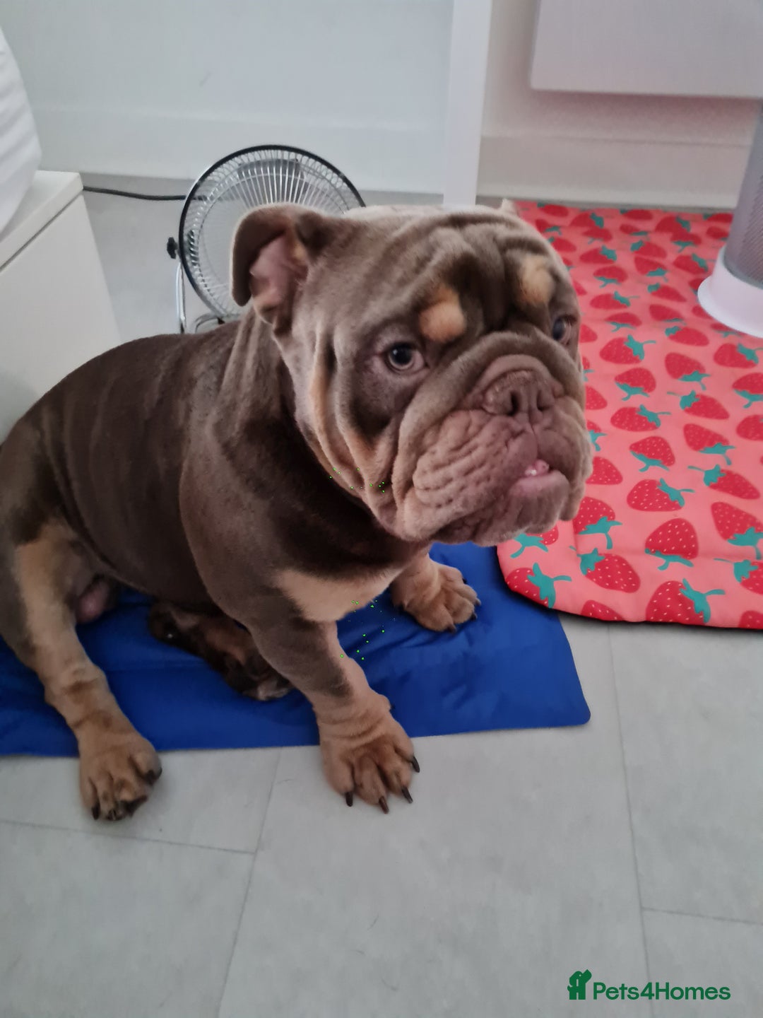 English Bulldog dogs for sale: GHOST - English bulldog  - Image 5