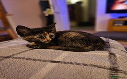 British Shorthair cats for sale: Well socialised kittens  - Image 1