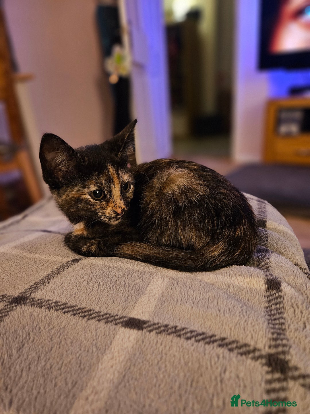 British Shorthair cats for sale: Well socialised kittens  - Image 1