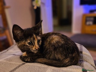 British Shorthair cats - Advert 21