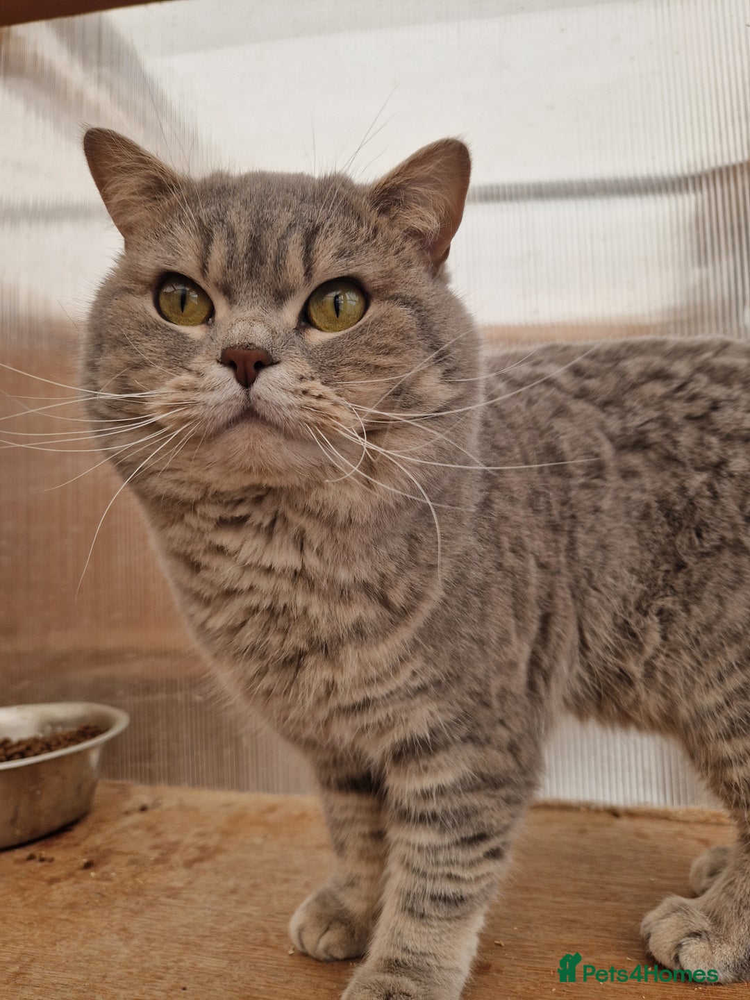 British Shorthair cats for sale: British Shorthair Male - Advert 4