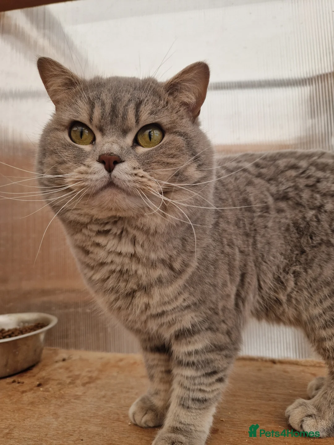 British Shorthair cats for sale: British Shorthair Male - Advert 4