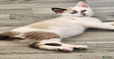 Mixed Breed cats - Advert 10