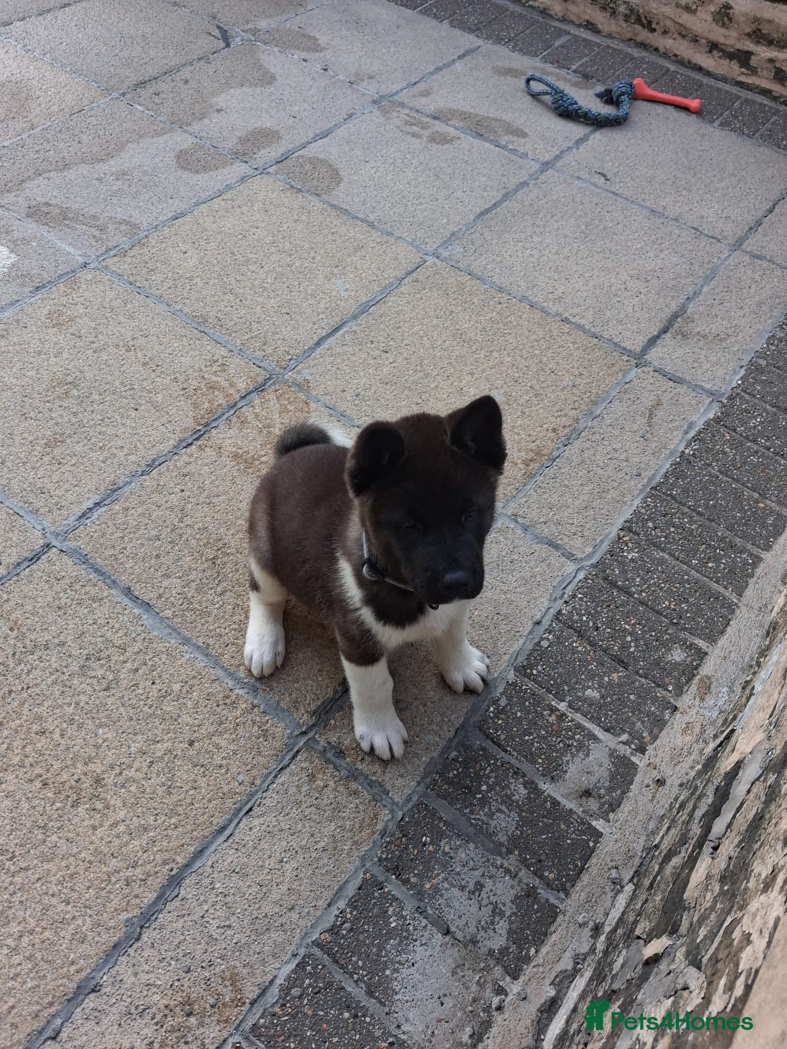 Akita dogs MR S H  - Advert 3