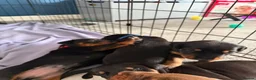 Dobermann dogs for sale: 1 Beautiful Female Doberman Puppy  - Advert 8