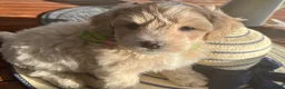 Maltipoo dogs for sale:  5 Absolutely Gorgeous Maltipoo Boys  - Advert 13