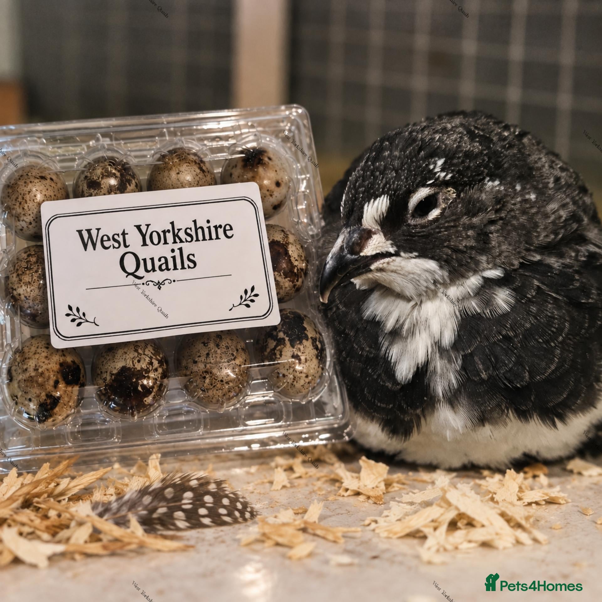 Quail poultry Coturnix Quail hatching eggs x12 Japanese quail  - Advert 1