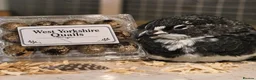 Quail poultry for sale: Coturnix Quail hatching eggs x12 Japanese quail  - Advert 1