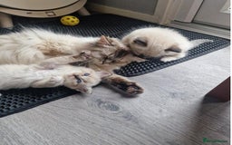 Ragdoll cats for sale: Nicest top reg Ragdoll kittens up for sale - Image 8