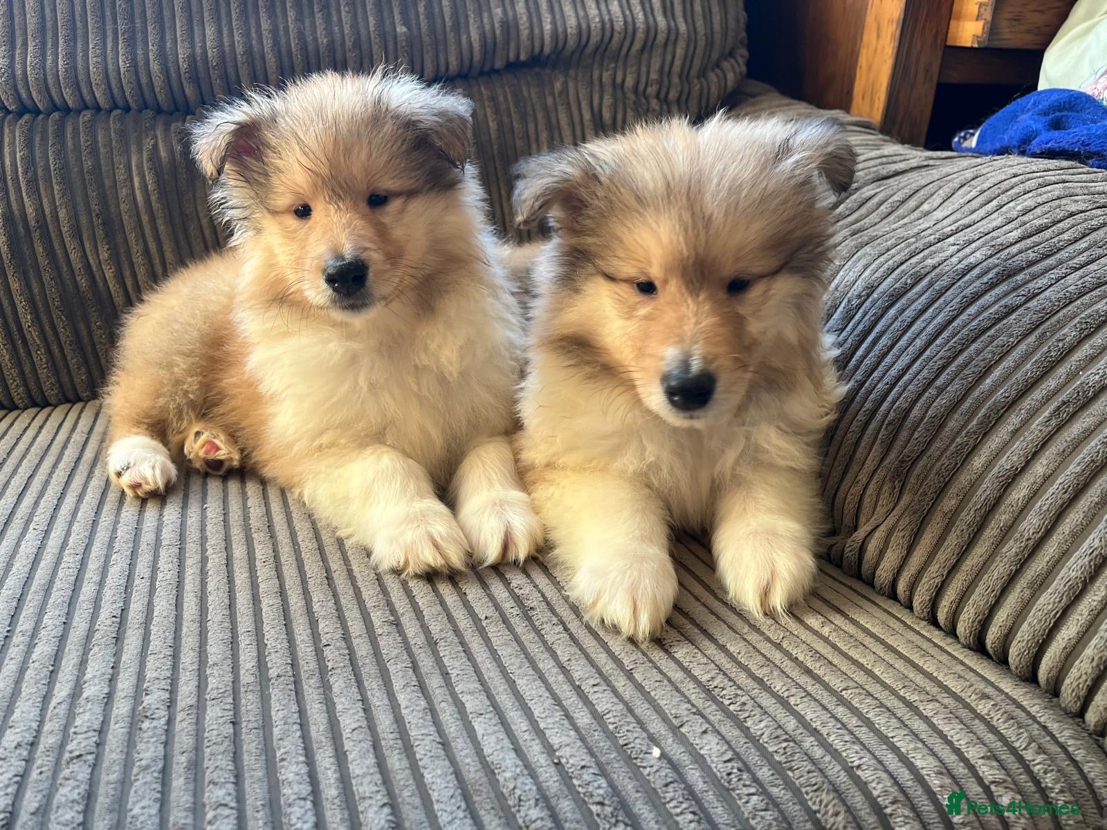 Rough Collie dogs Rough Collie Puppies  - Advert 1
