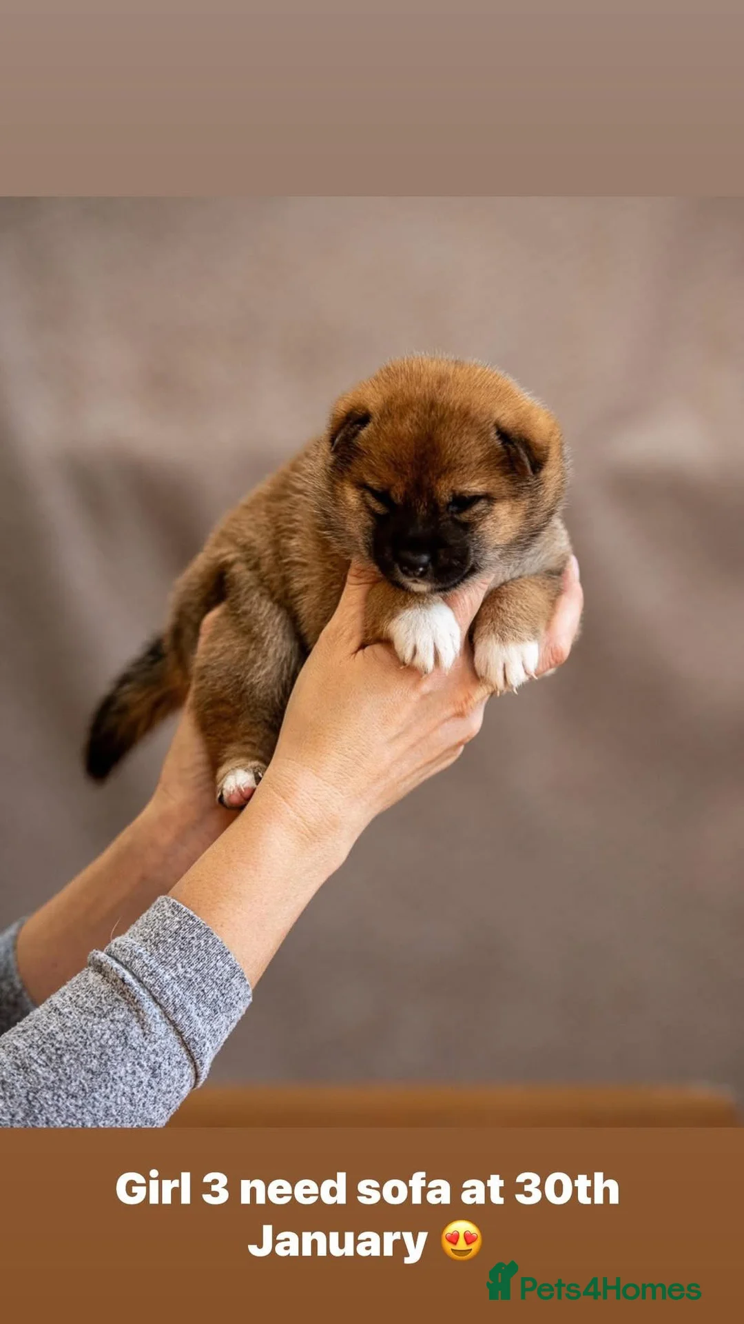 Japanese Shiba Inu dogs for sale: ❤️ Fall in Love with a Shiba Girl — Reduced Price - Advert 36