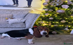 Basset Hound dogs for sale: Basset hound 3 years  - Image 4