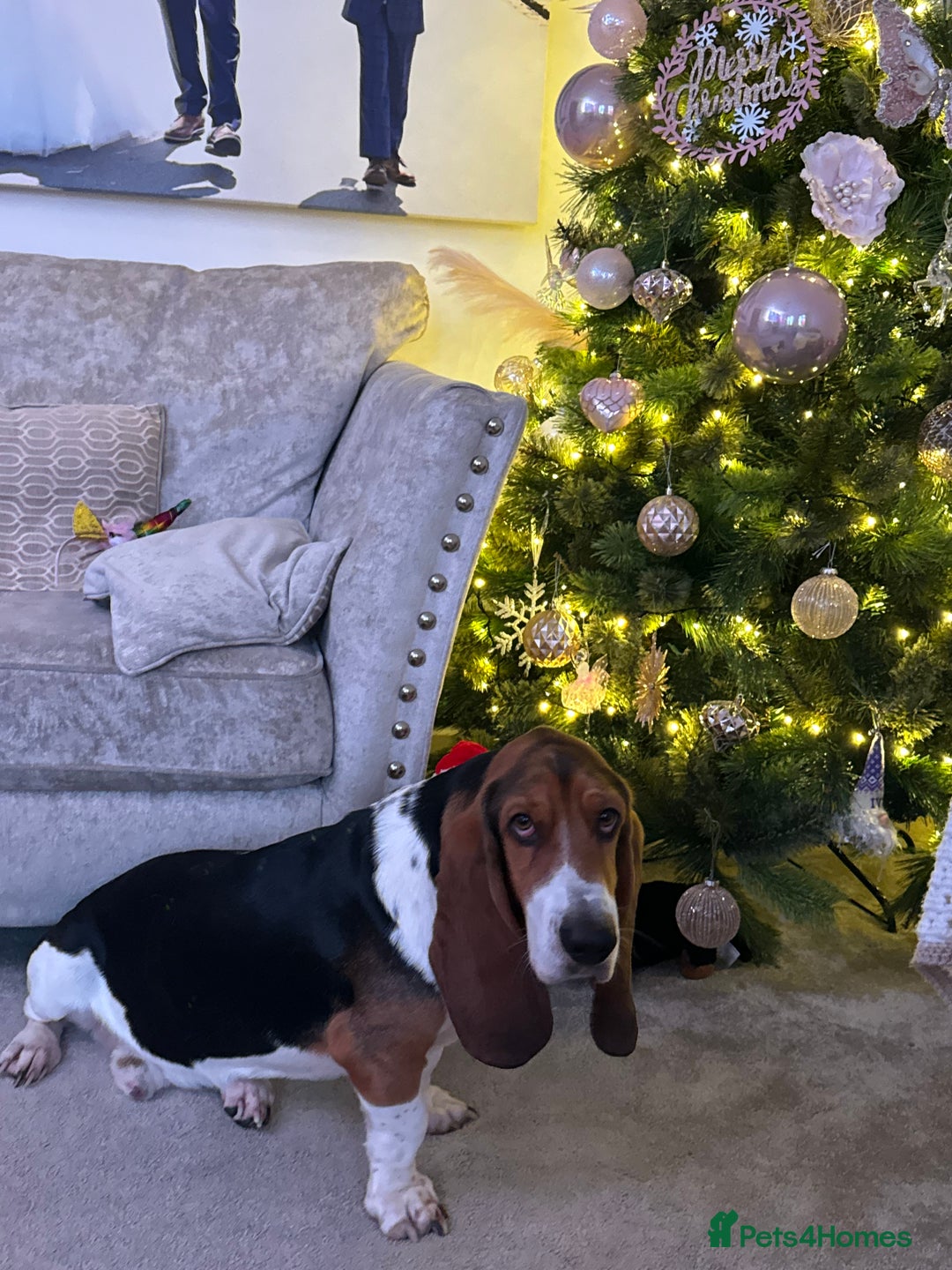 Basset Hound dogs for sale: Basset hound 3 years  - Image 4
