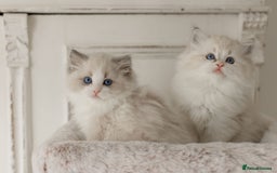 Ragdoll cats for sale: Amazing Ragdoll kittens - Image 5