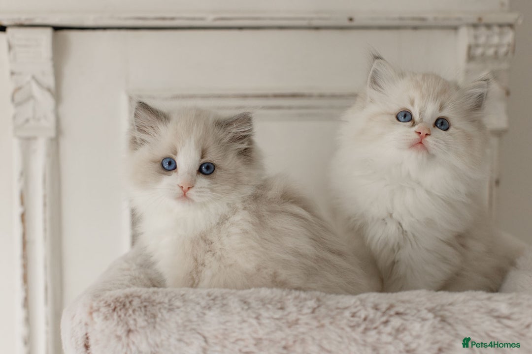 Ragdoll cats for sale: Amazing Ragdoll kittens - Image 5