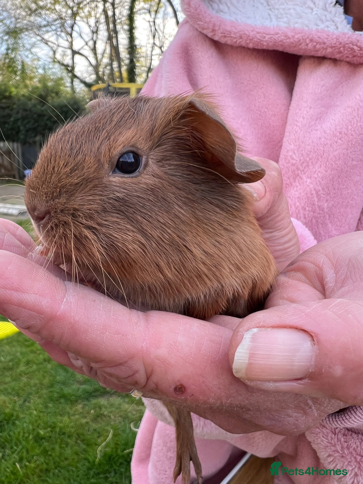 Guinea Pig rodents Guinea Pigs for loving home - Advert 1