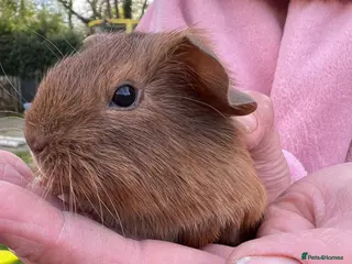 Guinea Pig rodents Guinea Pigs for loving home - Advert 1