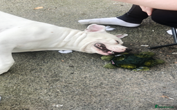 American Bulldog dogs for stud: Classic American bull 🇺🇸  - Image 22