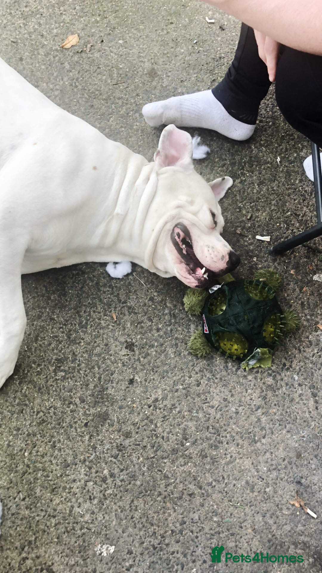 American Bulldog dogs for stud: Classic American bull 🇺🇸  - Image 22