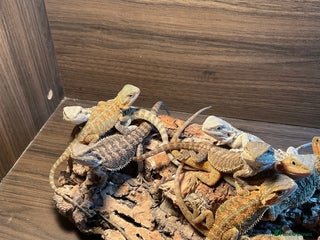 Bearded Dragon reptiles 3 Baby Bearded Dragons - Advert 1