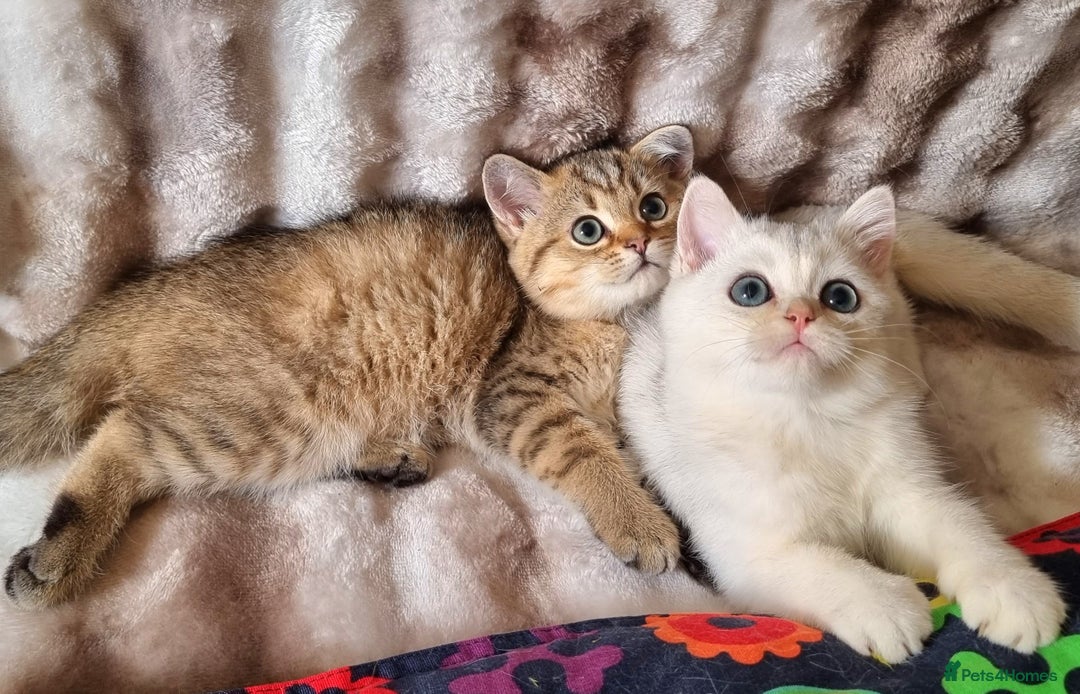 British Shorthair cats for sale: GOLDEN & SILVER BRITISH SHORTHAIR KITTENS TICA - Image 5