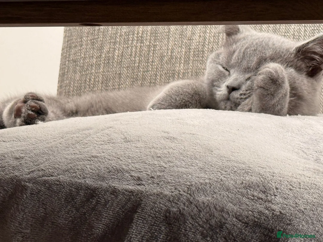 British Shorthair cats for sale: Adorable British Shorthair  Blue Kitten  in Cupar - Advert 8