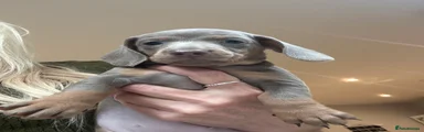 Dachshund 4