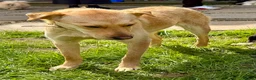 Golden Retriever dogs for adoption: 🐾 ZOE – Labrador Retriever (Female) - Advert 5