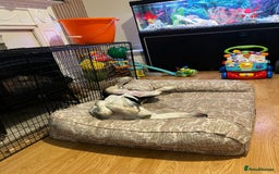 Border Collie dogs for sale: 15 Weeks Old Border Collie Female - Image 2