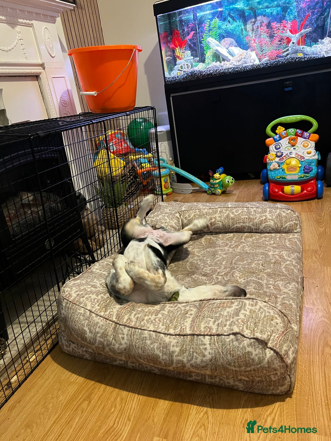 Border Collie dogs for sale: 15 Weeks Old Border Collie Female - Image 2