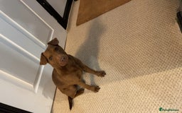 Patterdale Terrier dogs for sale: Parrerdale - Image 4