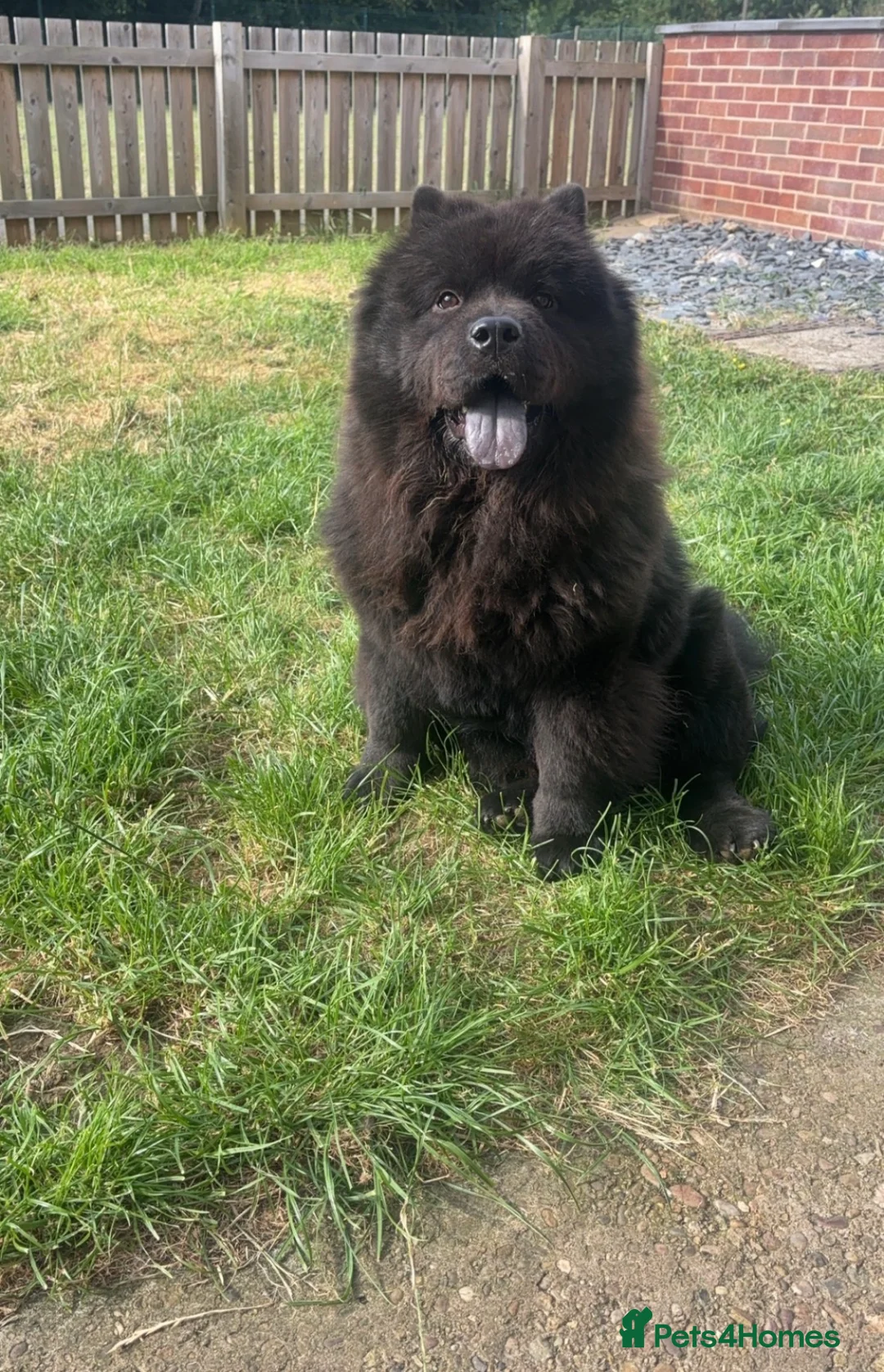 Chow Chow dogs for sale: Chow Chow Girl Looking for a Loving Home - Advert 1