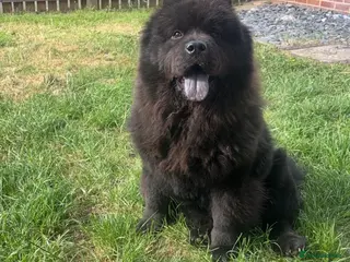 Chow Chow dogs Chow Chow Girl Looking for a Loving Home - Advert 3