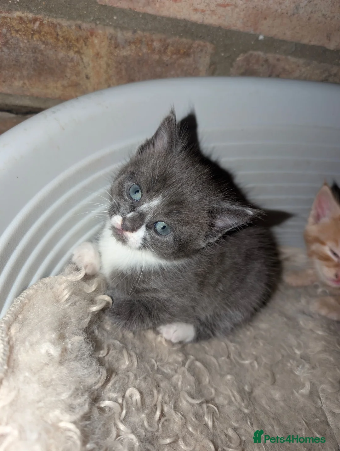 Mixed Breed cats for sale: Maine coon X kittens for sale.. - Advert 2