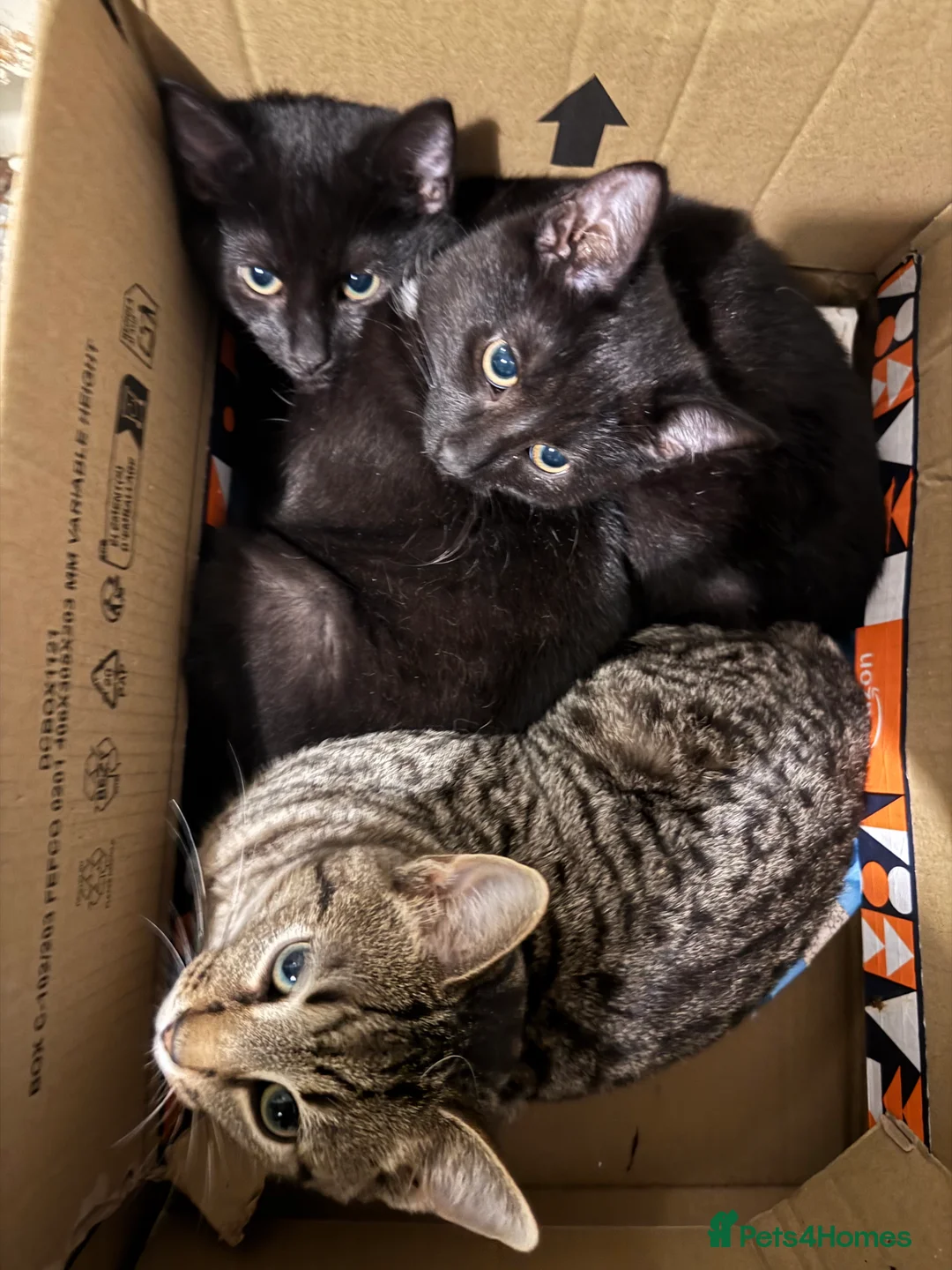 Mixed Breed cats for sale: Male kittens - Advert 3