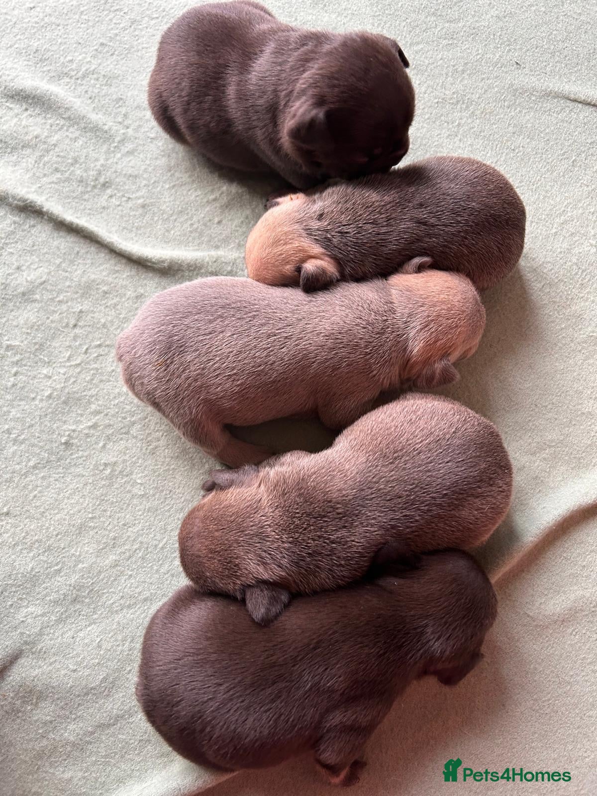 French Bulldog dogs for sale: French Bulldog Puppies  - Advert 4