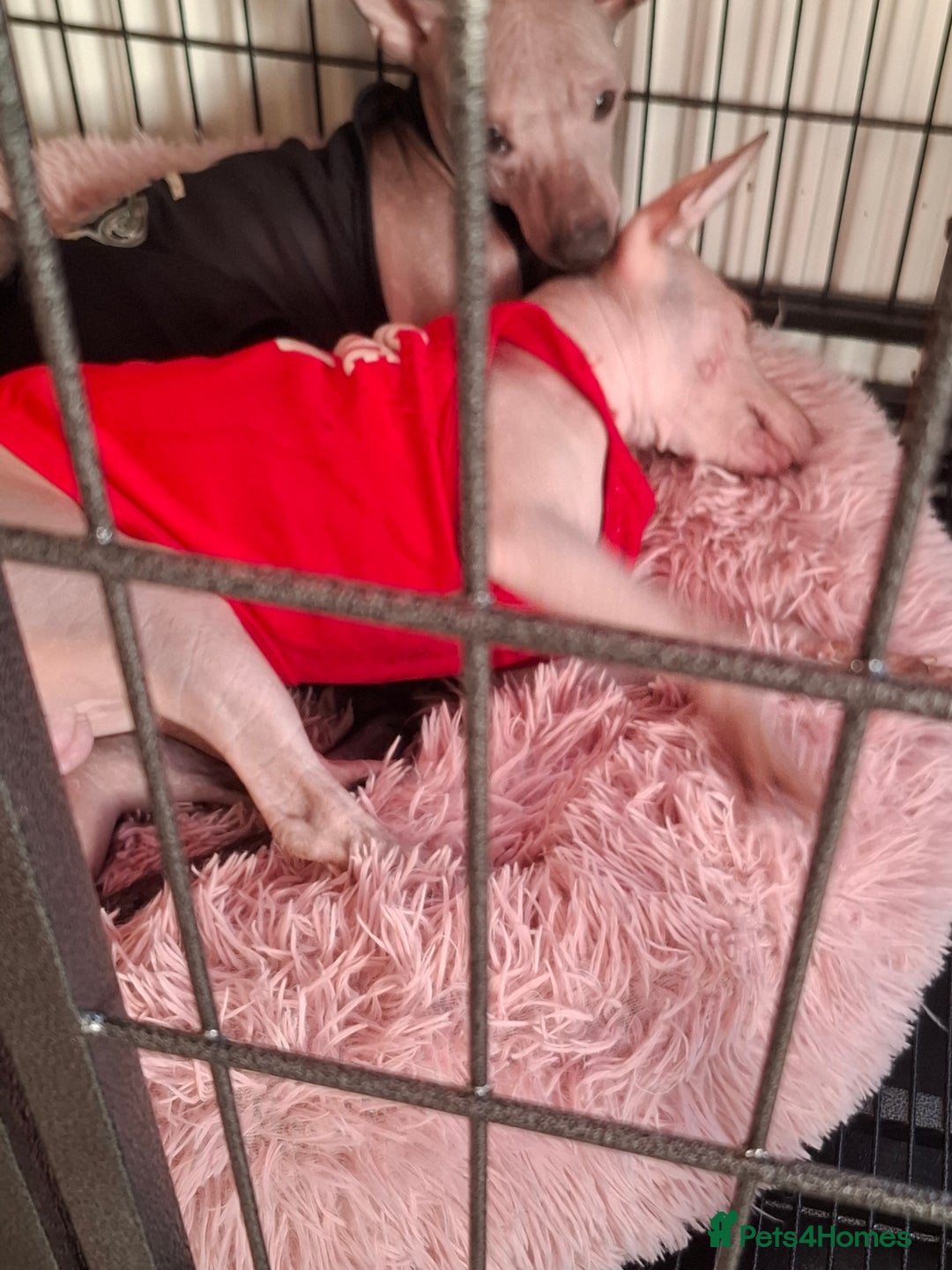 Mexican Hairless dogs for sale: Beautiful little boy 18week old - Advert 15