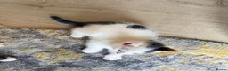 Mixed Breed cats for sale: 4 kittens for sale- all boys - Advert 4