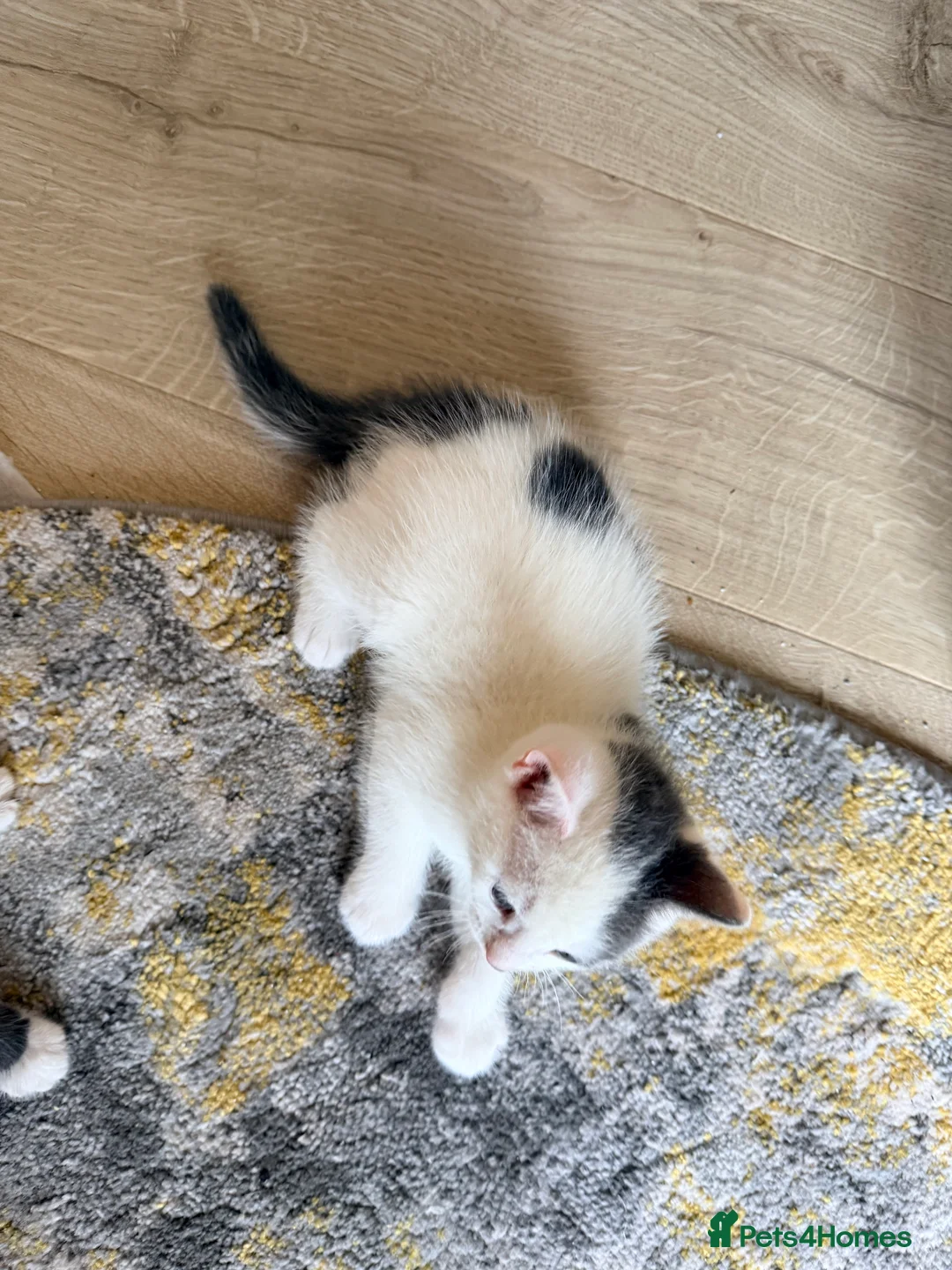 Mixed Breed cats for sale: 4 kittens for sale- all boys - Advert 4