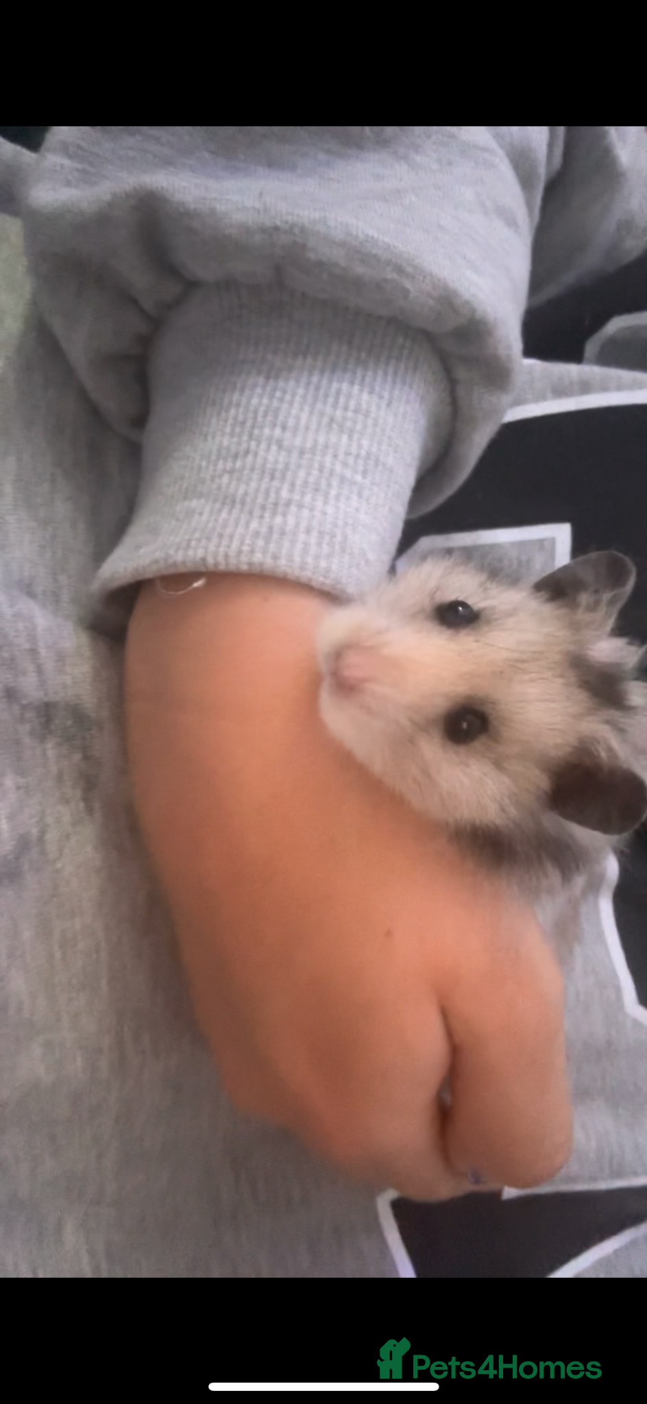 Hamster rodents for sale: Long haired Syrian hamster in Solihull - Advert 5