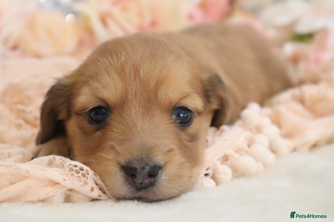 Miniature Dachshund dogs for sale: KC Registered Miniature Dachshund Puppies - Image 10