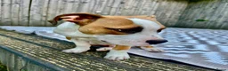 American Bulldog dogs for sale: American Bulldog 6 months old  - Advert 15