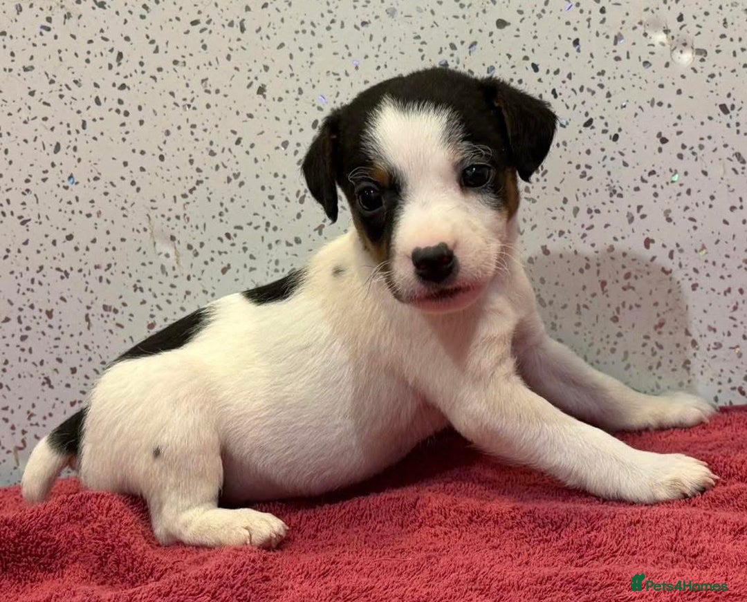 Jack Russell dogs for sale: Miniature jack Russell puppies  - Advert 4