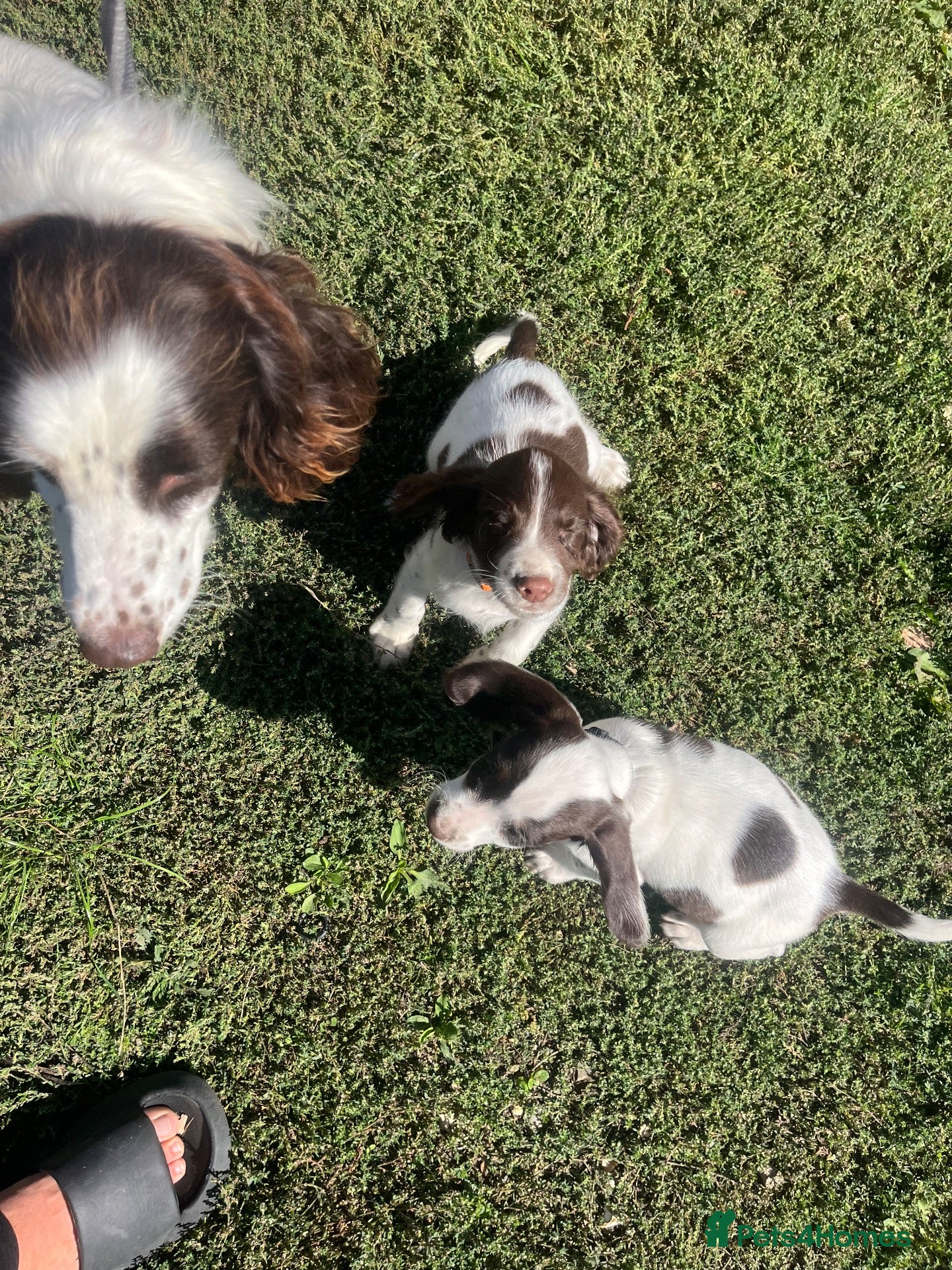 English Springer Spaniel dogs English springer spaniel pups for sale - Advert 1