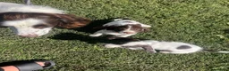 English Springer Spaniel dogs for sale: English springer spaniel pups for sale - Advert 1