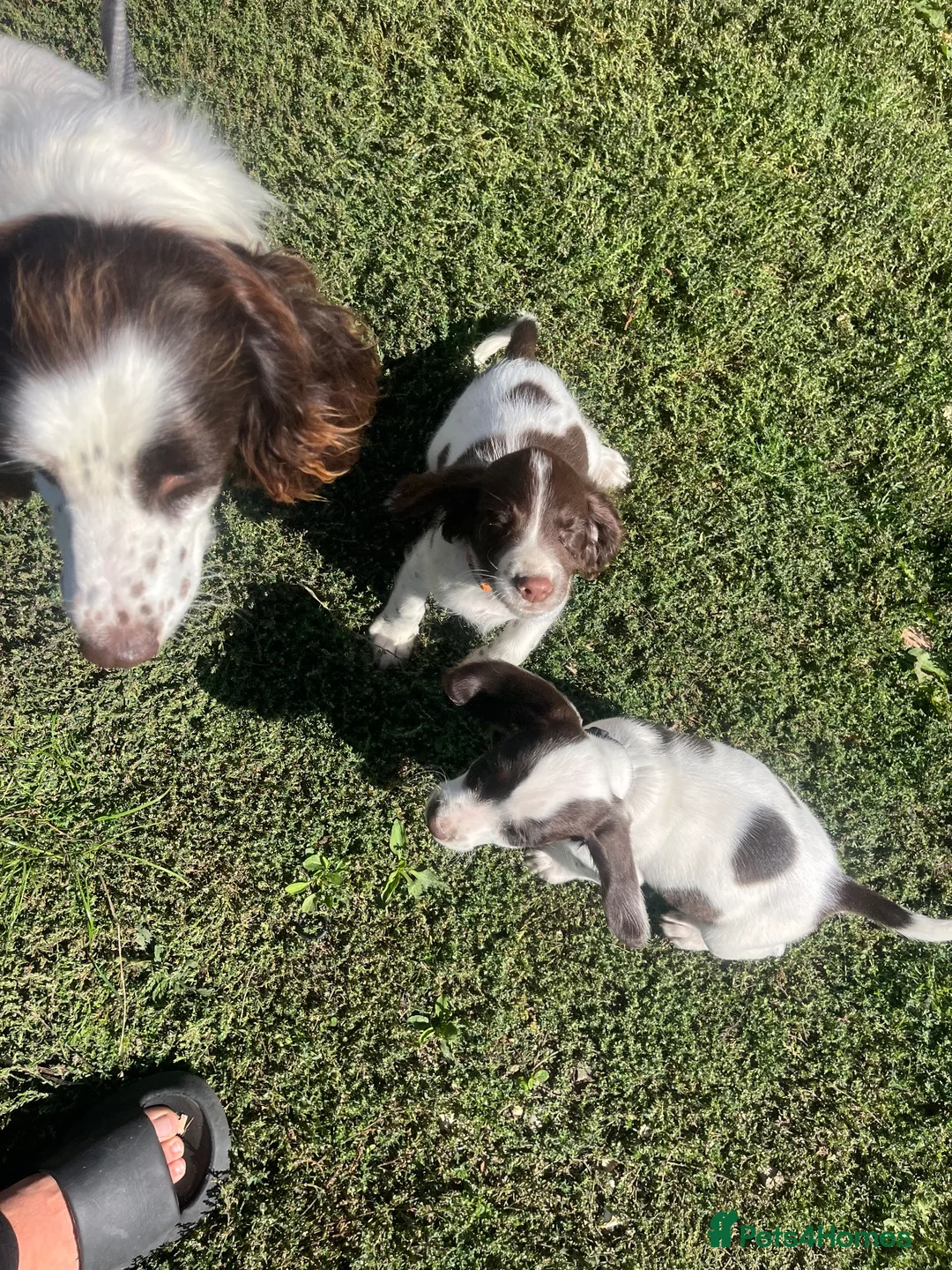 English Springer Spaniel dogs for sale: English springer spaniel pups for sale - Advert 1