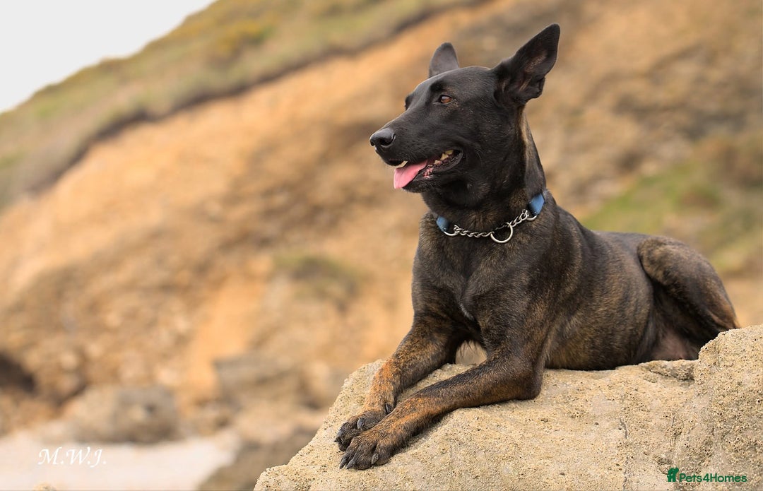 Belgian Shepherd Dog dogs for sale: Dutch herder bitch for sale  - Image 2