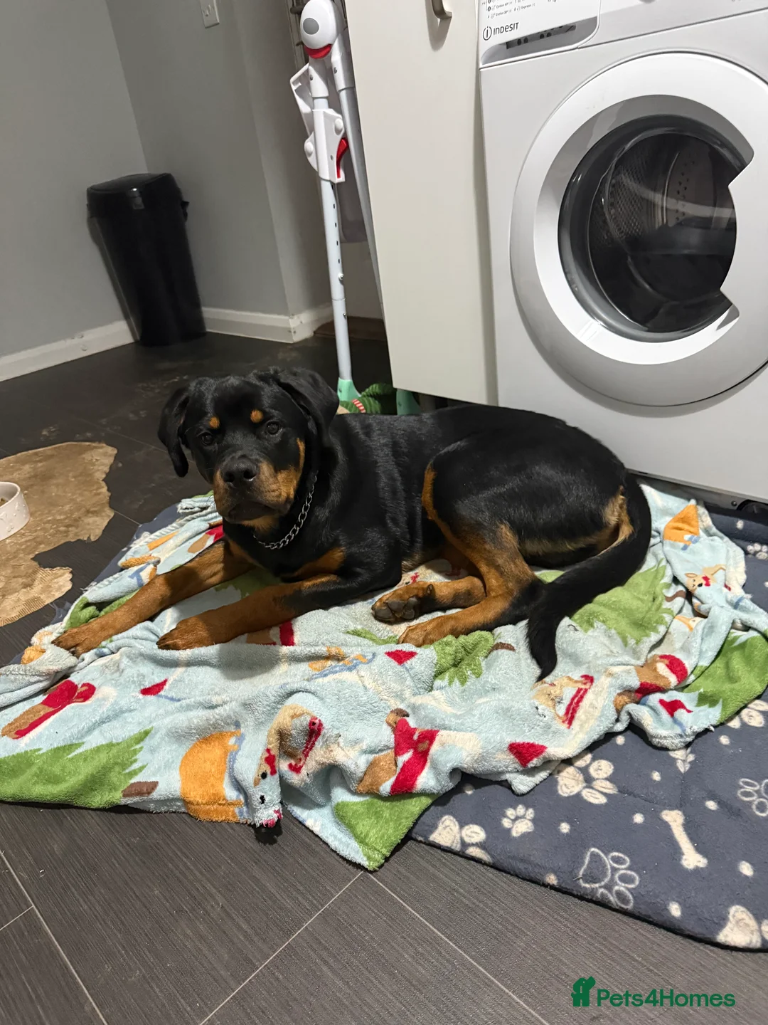 Rottweiler dogs for sale: Tank the Rottweiler  - Advert 7