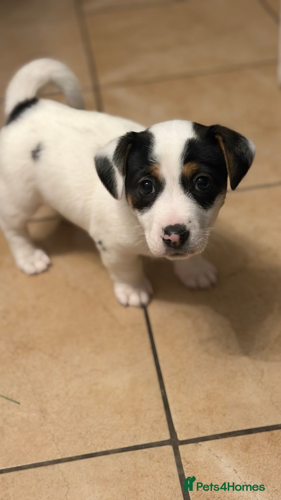 Jack Russell dogs for sale: Male Jack Russell  - Advert 8